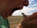 Sylvie pretending to eat gecko