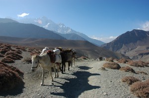 Donkeys helping out