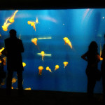 Aquarium Pictureshow